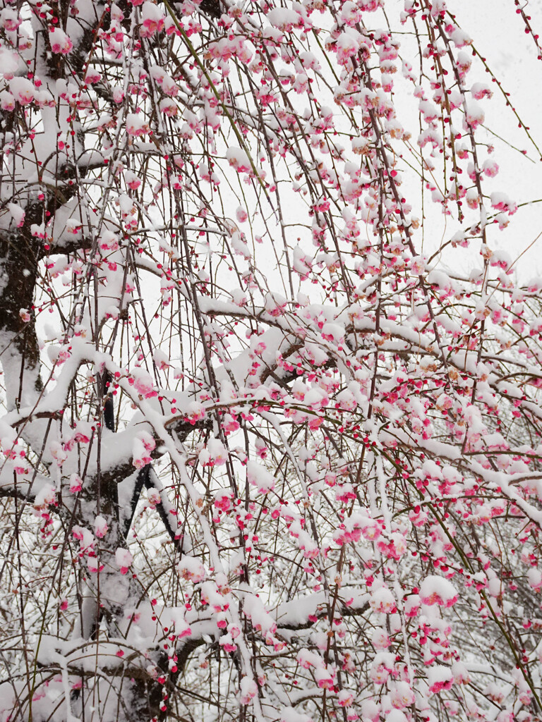 雪の日のしだれ梅