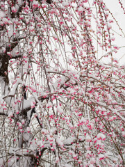 雪の日のしだれ梅