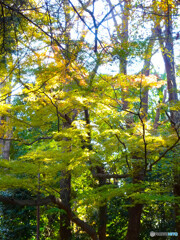 紅葉　黄色からグリーン