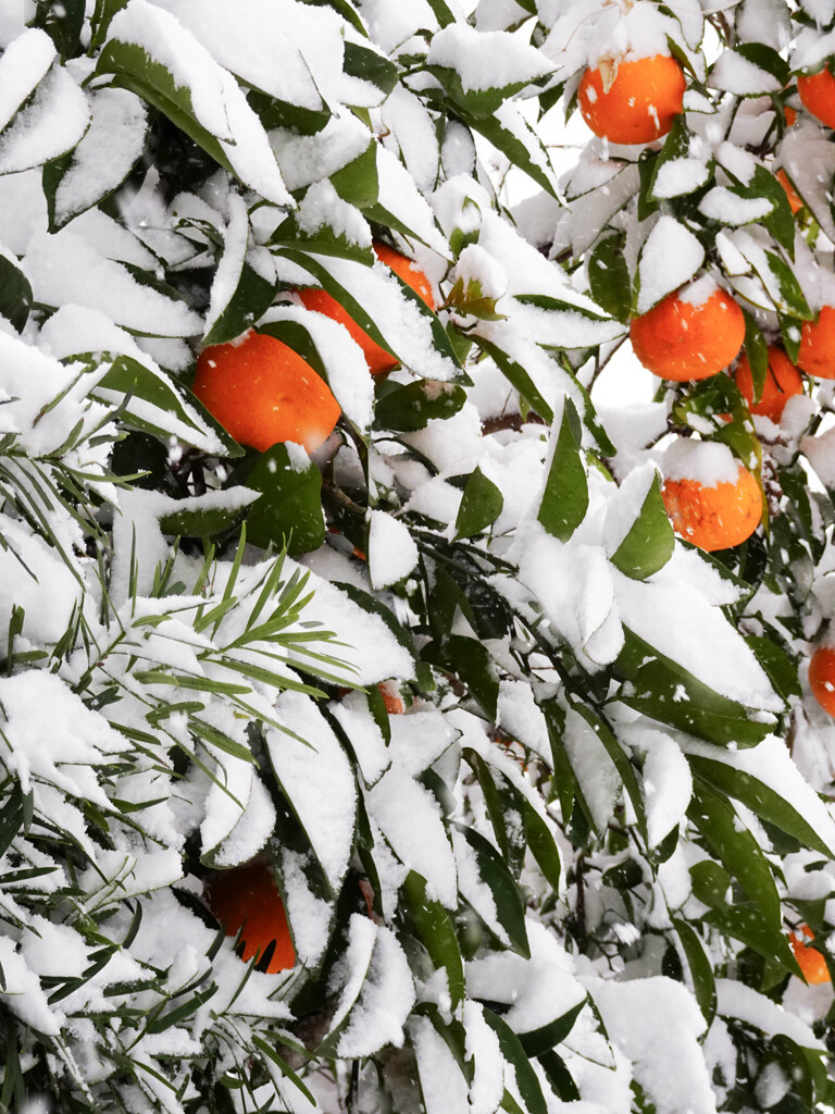 雪ぼうしみかん