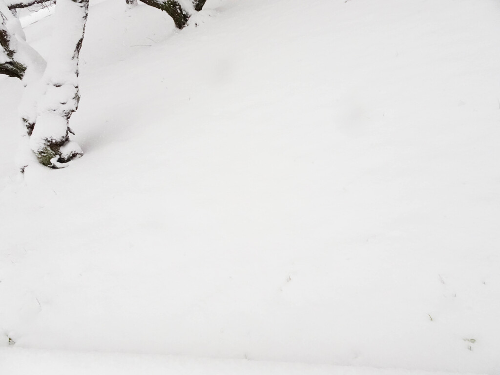 積もった雪