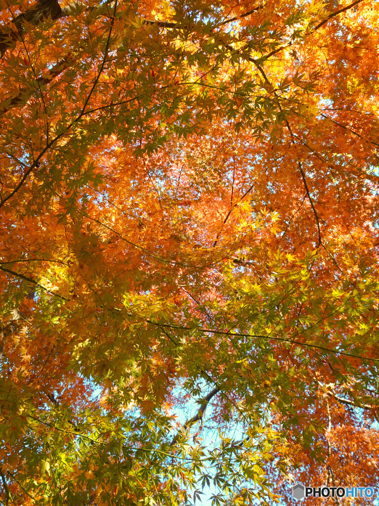 紅葉　黄色と赤と緑