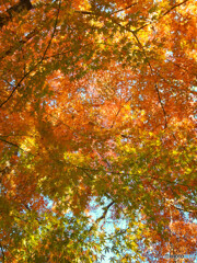 紅葉　黄色と赤と緑