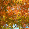 紅葉　黄色と赤と緑