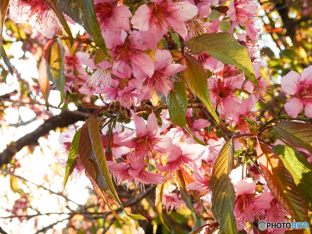 いまさく桜