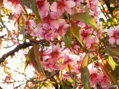 いまさく桜
