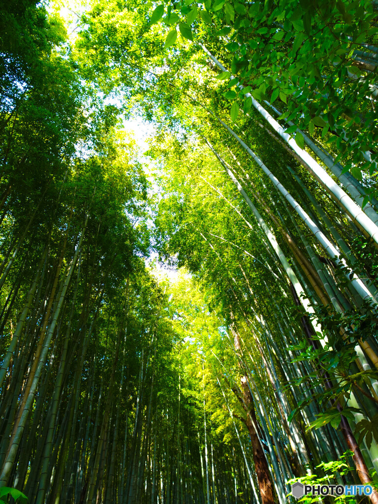 竹林