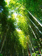 竹林