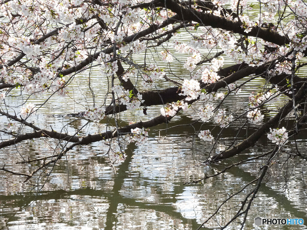 水面と桜