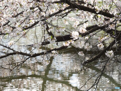 水面と桜