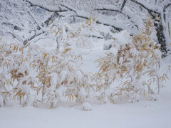 雪の風景