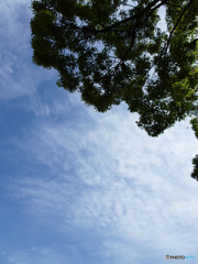 空　少しうろこ雲