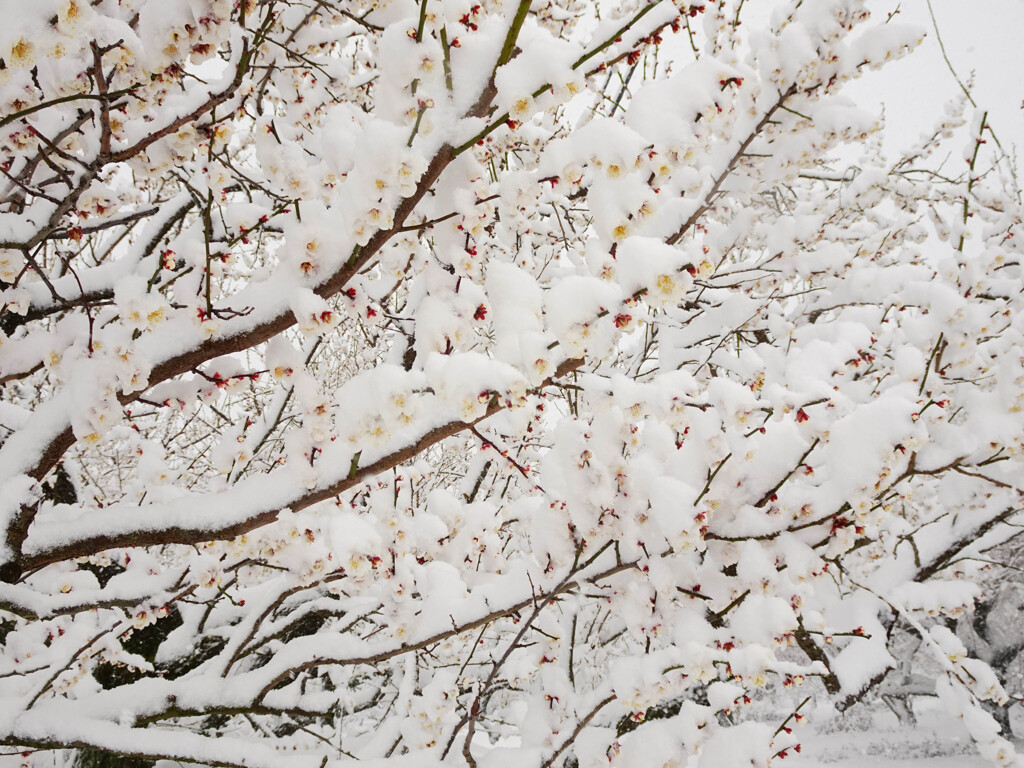 雪と梅