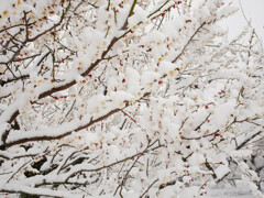 雪と梅