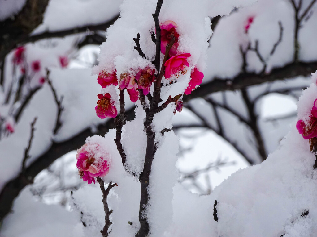 紅梅と雪