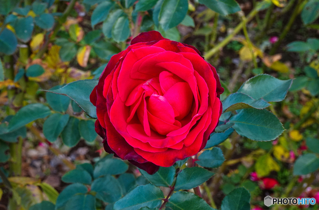 秋薔薇