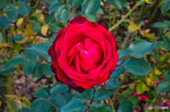 秋薔薇