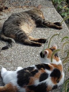 にゃんこのんびり