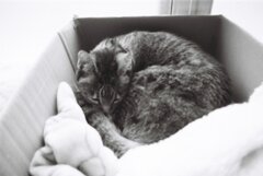 可愛らしい猫。