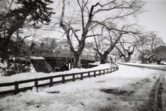 冬の散歩道。