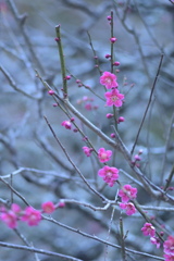鎌倉散歩
