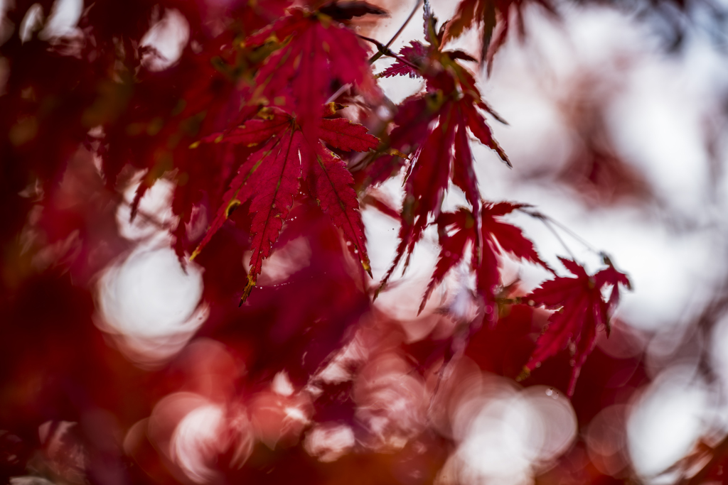 蓼科の紅葉