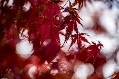蓼科の紅葉