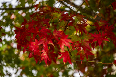 蓼科の紅葉