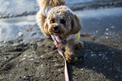 我が家の愛犬モカ