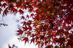 蓼科の紅葉