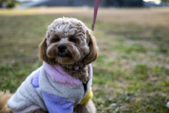 我が家の愛犬モカ