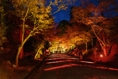 夜散歩坂本の日吉神社のライトアップ