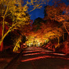 夜散歩坂本の日吉神社のライトアップ