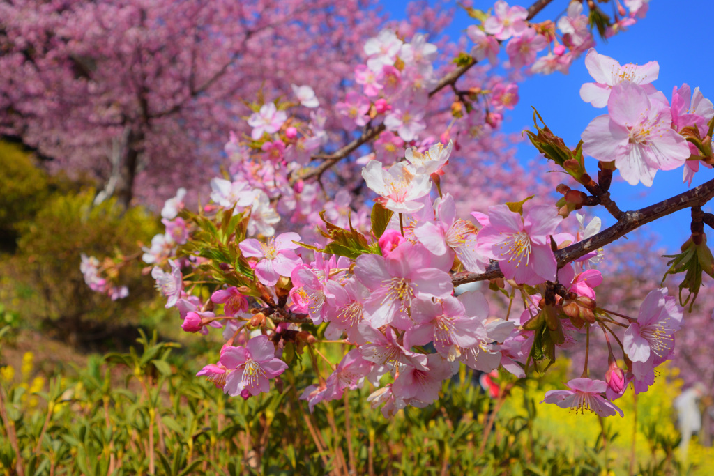 河津桜
