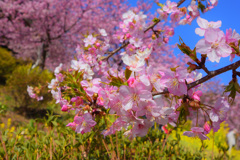 河津桜