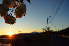 夕焼けのバラ