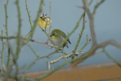 めじろ