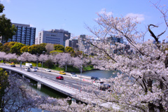 桜咲く首都高速