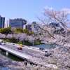 桜咲く首都高速