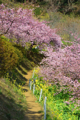 花の小道