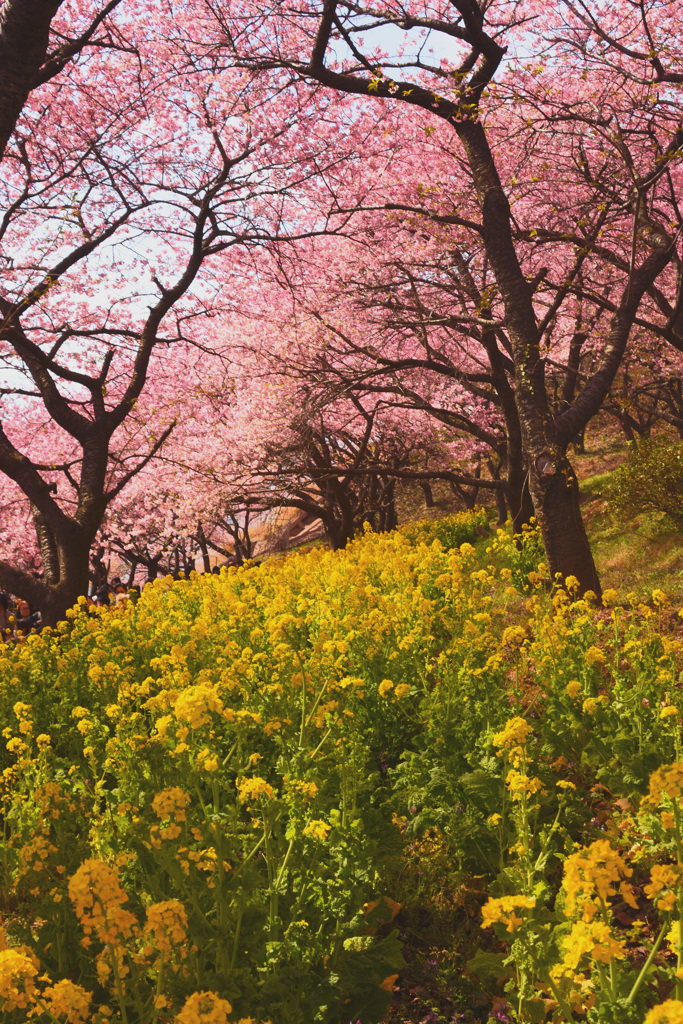 菜の花河津桜