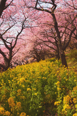 菜の花河津桜