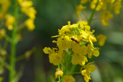 花の虫