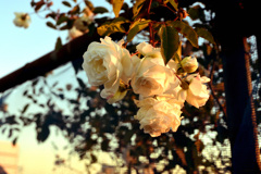 薔薇