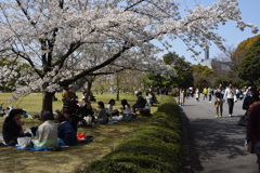 お花見です