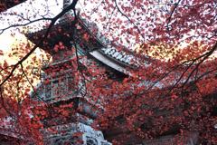 紅葉吹雪