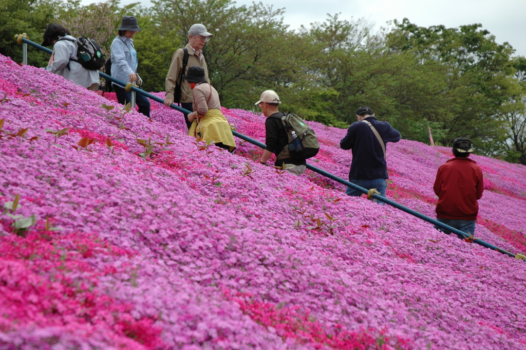 芝桜