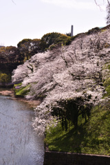 千鳥ケ淵