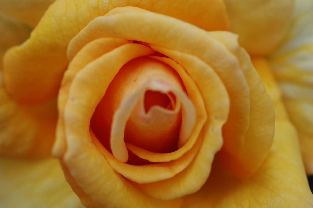 薔薇