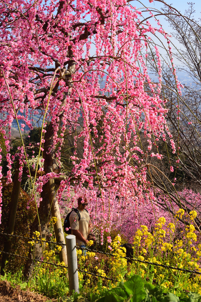 垂れ桜